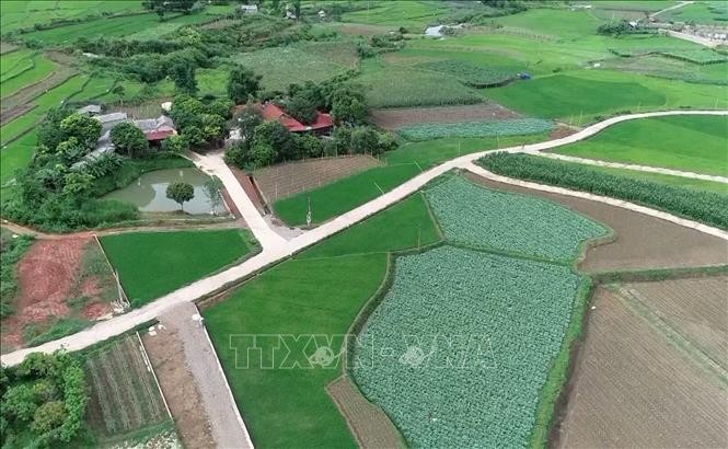 Diện tích trồng rau an ứng dụng công nghệ cao ở huyện Mộc Châu, tỉnh Sơn La. Ảnh: TTXVN phát