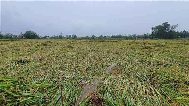 Một diện tích lúa sắp đến kì thu hoạch bị gãy đổ ở xã Triệu Trung, huyện Triệu Phong. Ảnh: TTXVN phát