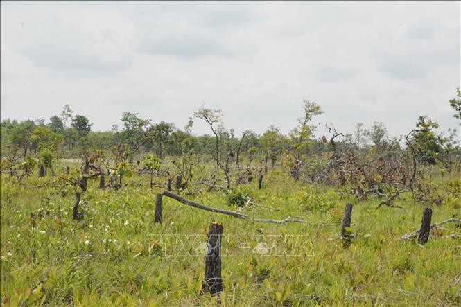 Hiện trường vụ phá rừng tại xã Ya Tờ Mốt, huyện Ea Súp, tỉnh Đắk Lắk. Ảnh: Tuấn Anh – TTXVN
