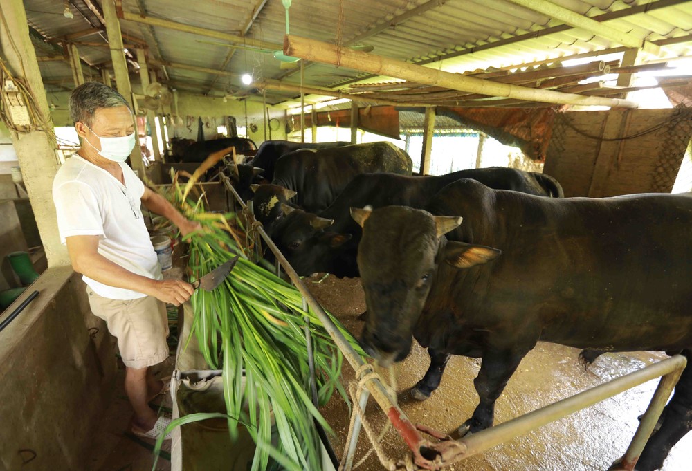 Tăng cường thức ăn thô xanh cho gia súc trong mùa nắng nóng. Ảnh: Vũ Sinh