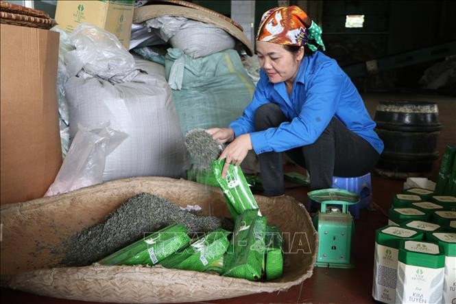 Công nhân Công ty cổ phần Chè Lai Châu đóng gói sản phẩm chè đưa đi xuất khẩu. Ảnh: Việt Hoàng – TTXVN