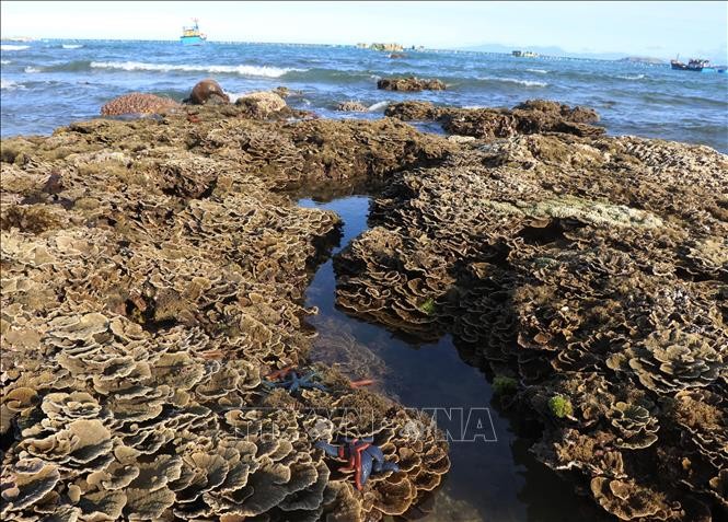 Nhiều rạng san hô ở Hòn Yến bị hư hại nghiêm trọng. Ảnh: Phạm Cường – TTXVN