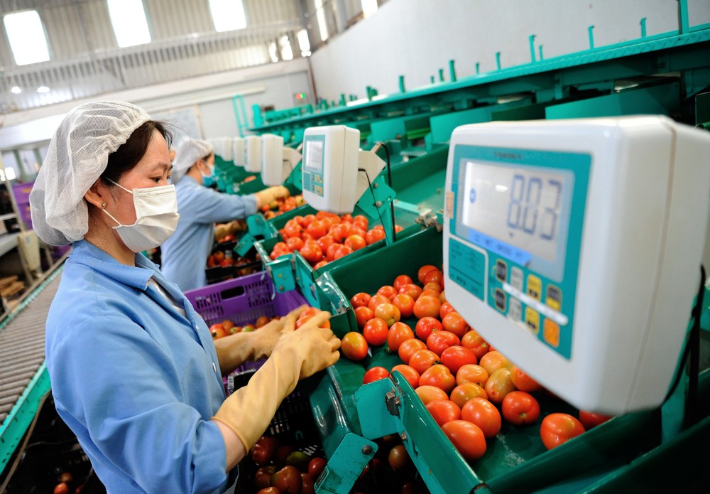 Công ty sản xuất thương mại nông sản Phong Thúy là một trong những đơn vị tiên phong ứng dụng công nghệ cao, thông minh vào sản xuất nông nghiệp của tỉnh Lâm Đồng. Ảnh: An Hiếu
