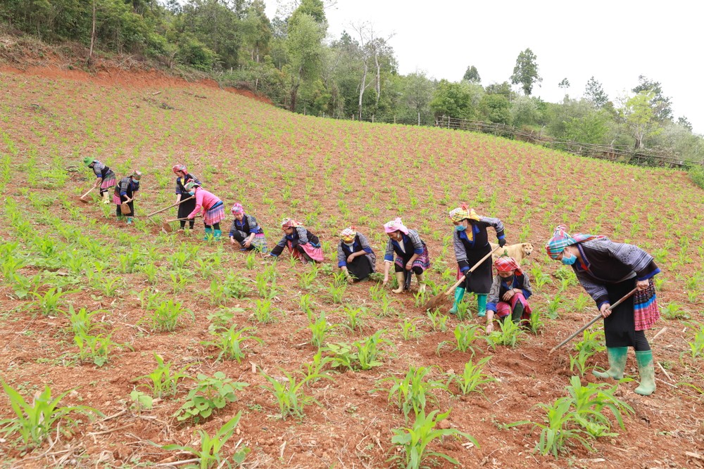 Từ sự hỗ trợ về cây giống, huyện Mù Cang Chải (Yên Bái) đã vận động đồng bào dân tộc thay đổi hình thức canh tác, chú trọng đầu tư thâm canh những cây trồng mới phù hợp với khí hậu, thổ nhưỡng địa phương. Ảnh: Anh Tuấn