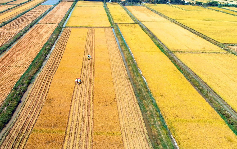 Đến nay, 100% diện tích đất lúa ở huyện Hồng Dân (Bạc Liêu) được cơ giới hóa trong khâu thu hoạch lúa, góp phần xây dựng nông thôn mới. Ảnh: Phan Thanh Cường