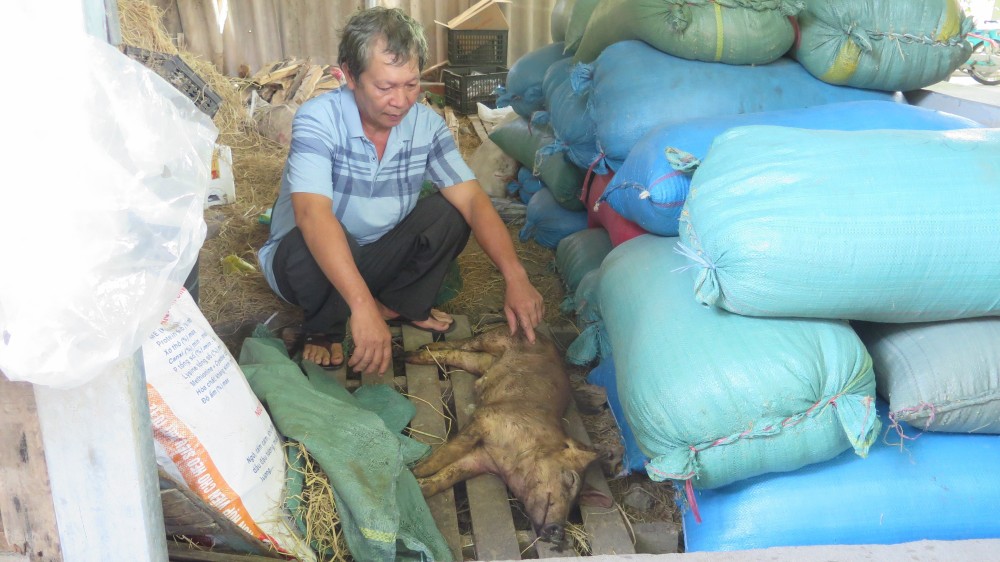 Hộ gia đình ông Lê Hùng Vương, thôn Định Thành, xã Hòa Định Đông (huyện Phú Hòa) có 34 con lợn được tiêm vaccine thì nhiều con đã bị chết. Ảnh: Tường Quân - TTXVN