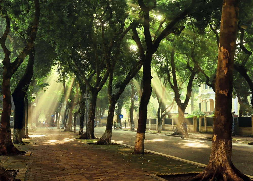 Mùa Thu là lúc con phố Phan Đình Phùng đẹp rực rõ với những luồng ánh sáng huyền ảo xuyên qua những tán cây hàng trăm năm tuổi. Ảnh: Lâm Khánh – TTXVN