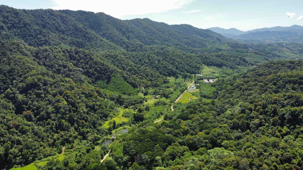 Khu vực rừng tái sinh ở xã Sơn Kim 2, huyện Hương Sơn đã được giao cho doanh nghiệp và hộ dân quản lý, bảo vệ. Ảnh: Vũ Sinh – TTXVN