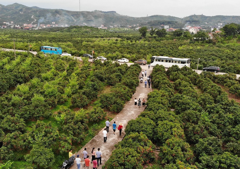 Vào vụ thu hoạch vải thiều, cam, bưởi hằng năm, huyện Lục Ngạn (Bắc Giang) thu hút hàng trăm nghìn lượt khách đến tham quan, du lịch trải nghiệm. Ảnh: Danh Lam