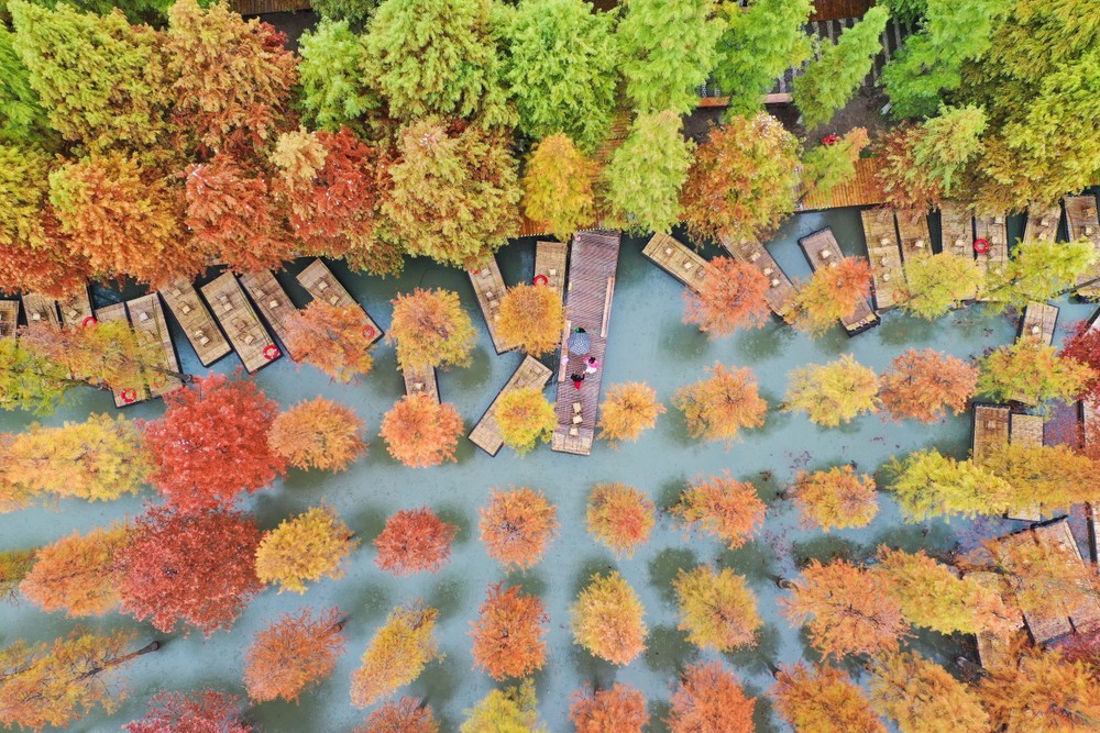 Những tán lá chuyển màu vàng và đỏ khi thu sang, tại tỉnh Giang Tô, Trung Quốc. Ảnh: THX/ TTXVN