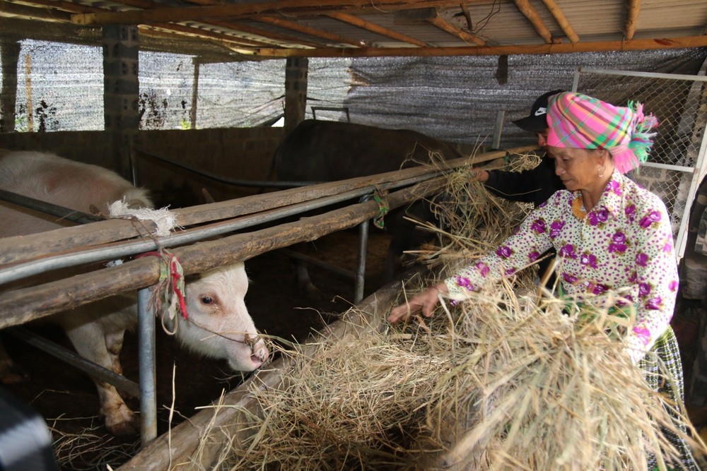 Người dân vùng cao Trạm Tấu chủ động nguồn thức ăn cho đàn gia súc để phòng chống các đợt rét đậm, rét hại kéo dài. Ảnh: TTXVN phát