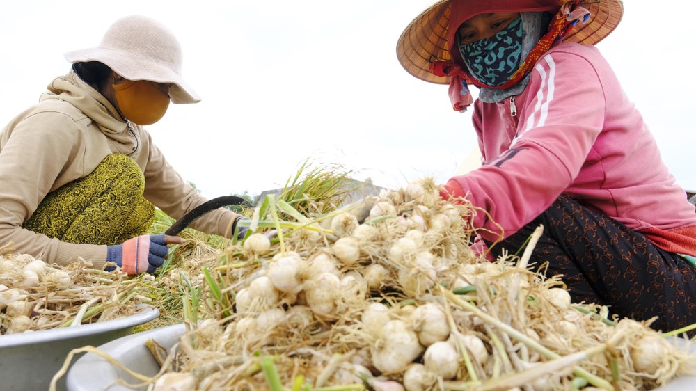 Vụ mùa này nông dân huyện Vạn Ninh đã xuống giống khoảng 150ha tỏi, tập trung chủ yếu tại hai xã Vạn và xã Vạn Thạnh. Ảnh Đặng Tuấn – TTXVN