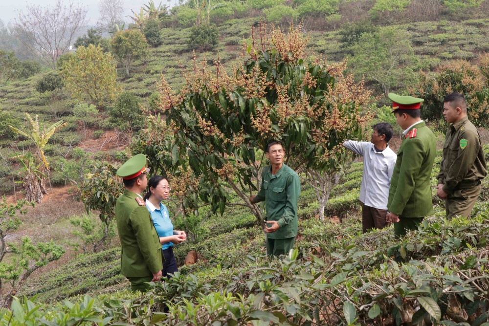 Thành viên Câu lạc bộ thăm mô hình trồng cây ăn quả của anh Phạm Đức Chín ở tiểu khu 2, xã Chiềng Sơn (Mộc Châu, Sơn La). Ảnh: Hữu Quyết – TTXVN