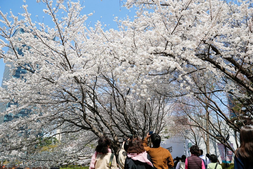 Hàn Quốc: Hoa anh đào nở rộ sớm do nhiệt độ cao bất thường