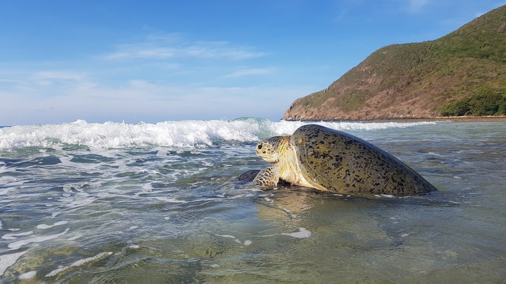 Vườn Quốc gia Côn Đảo vào mùa sinh sản rùa biển
