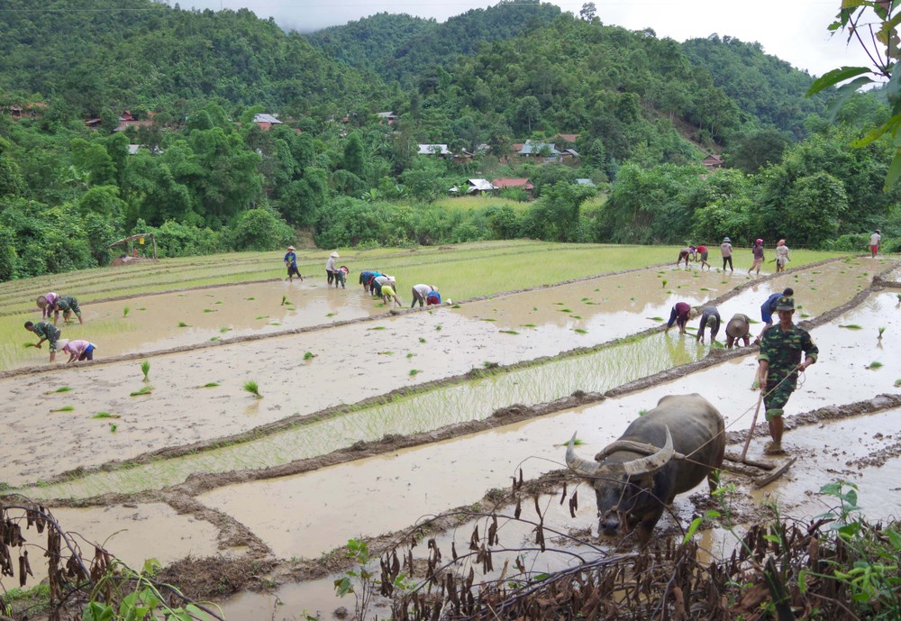 Bộ đội Biên phòng Điện Biên giúp dân xóa đói giảm nghèo