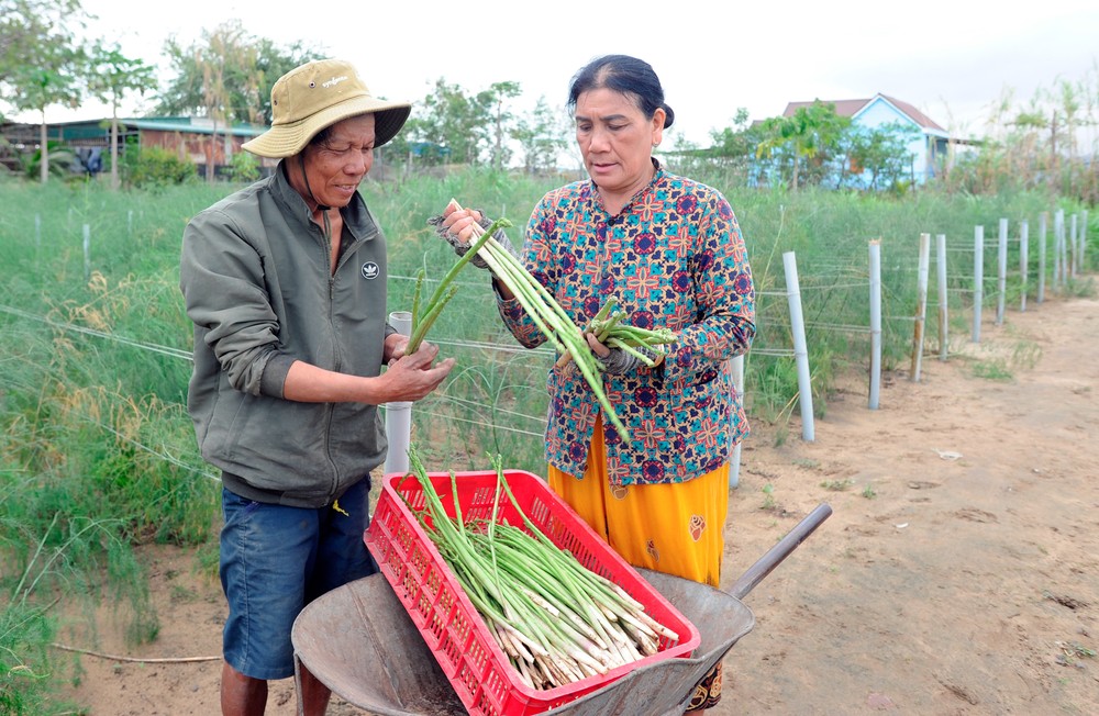 Măng tây xanh là loại cây trồng giúp đồng bào Chăm ở xã Phước Hải, huyện Ninh Phước thoát nghèo. Ảnh: An Hiếu
