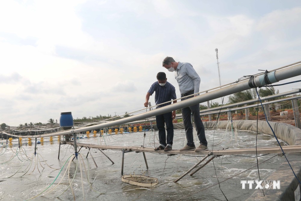 Mô hình nuôi tôm siêu thâm canh mật độ cao cảu người dân thị xã Duyên Hải, Trà Vinh. Ảnh: Thanh Hòa - TTXVN