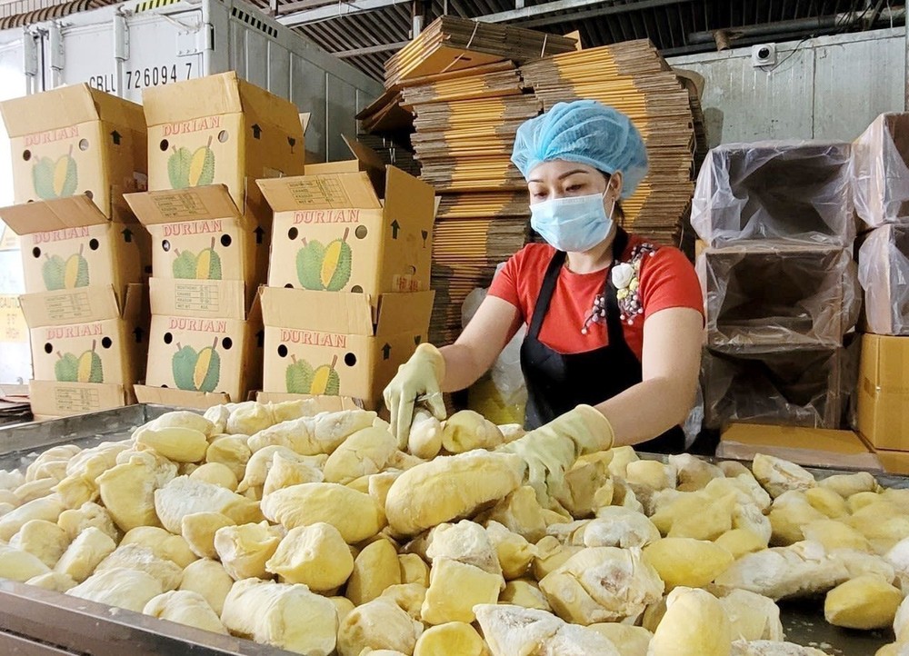 Một cơ sở sơ chế sầu riêng xuất khẩu ở thành phố Gia Nghĩa, tỉnh Đắk Nông. Ảnh: TTXVN phát