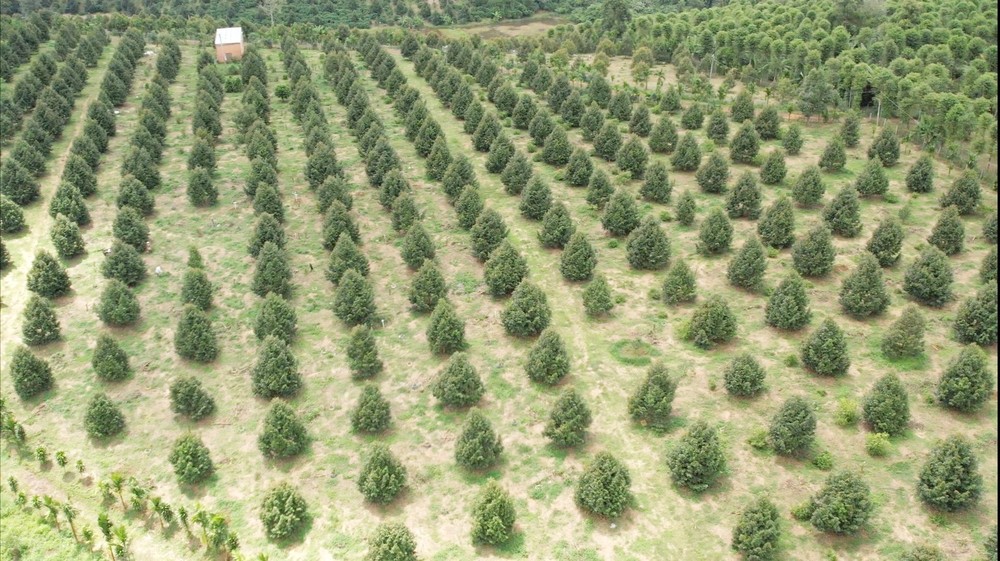 Phát triển bền vững cây ăn trái xuất khẩu ở Tây Nguyên (Bài 1)