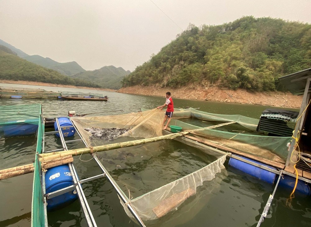 Tận dụng mặt nước lòng hồ thủy điện, nhiều hộ dân ở các huyện miền núi tỉnh Thanh Hóa phát triển nghề nuôi cá lồng. Ảnh: Nguyễn Nam