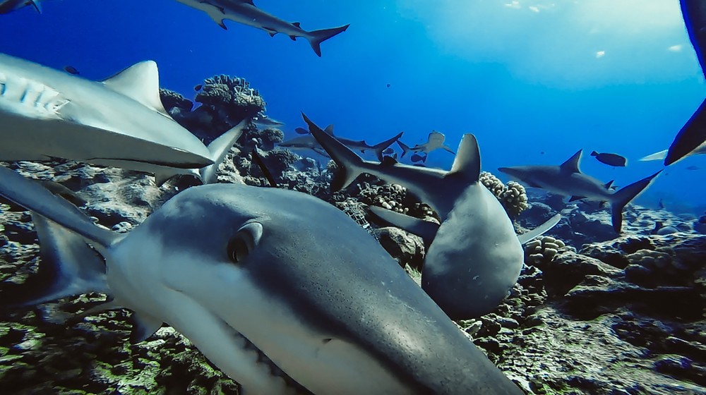 Nguy cơ cá mập sống tại các rạn san hô bị tuyệt chủng