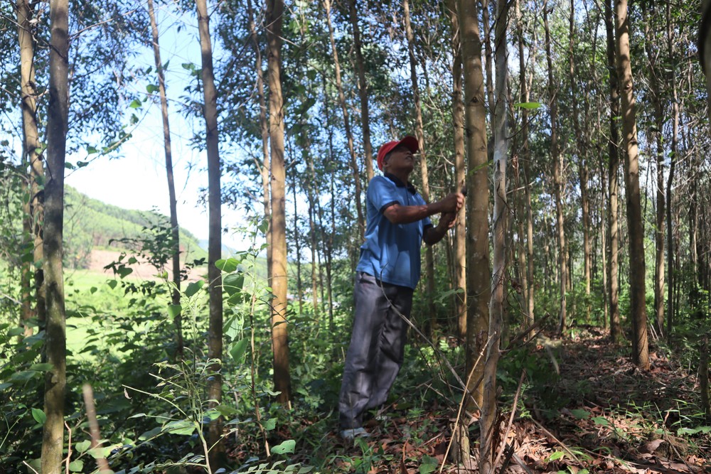 Rừng keo đạt chuẩn FSC của người dân Trà Bồng. Ảnh: Đinh Hương – TTXVN