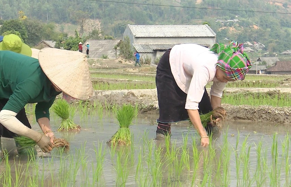 Đến nay nông dân xã Mường Than, huyện Than Uyên đã gieo cấy được 315 ha, đạt 74% kế hoạch. Ảnh: Đinh Thùy-TTXVN phát