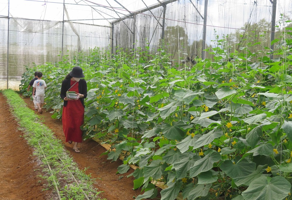Kon Plông phát triển nông nghiệp công nghệ cao gắn với xây dựng nông thôn mới