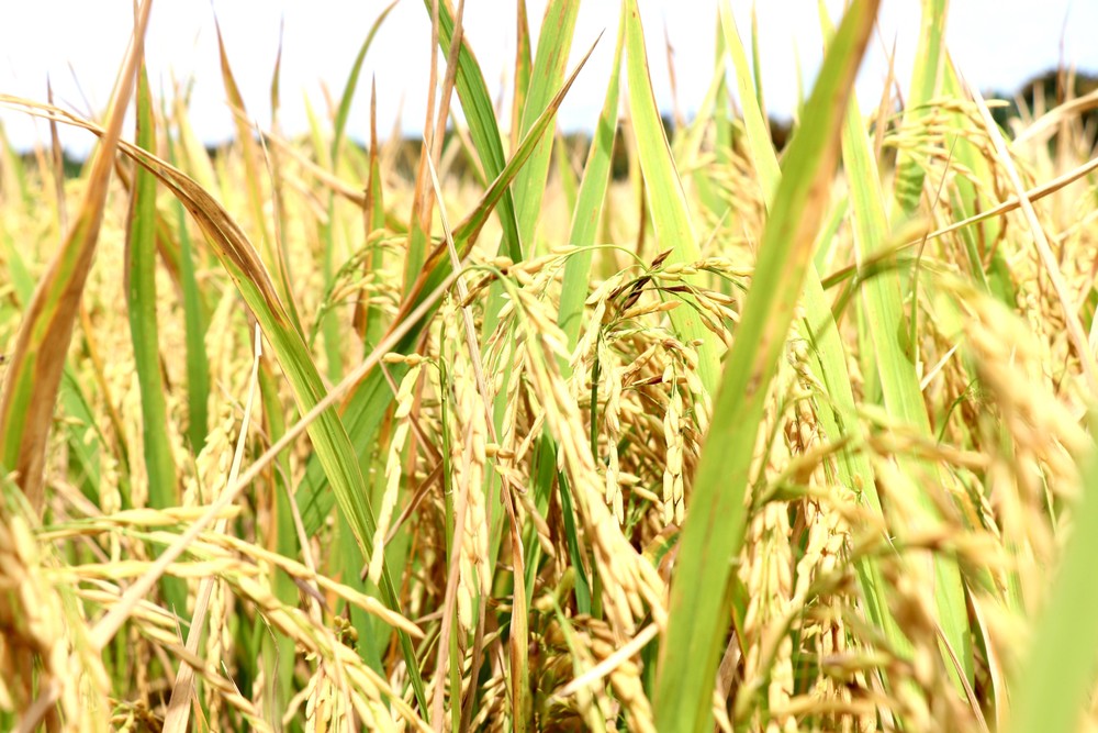 Thị trường nông sản: Giá gạo giảm mạnh hơn so với giá lúa