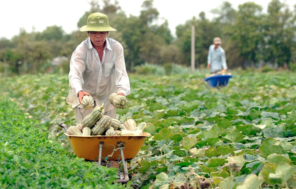 Trà Vinh: Hợp tác xã đồng hành cùng nông dân Khmer
