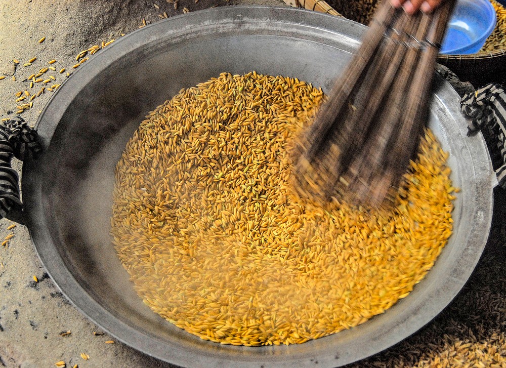 Hạt lúa nếp to, chắc vừa mới chín được bà con Khmer lựa chon để quết cốm dẹp. Ảnh: Huỳnh Lâm
