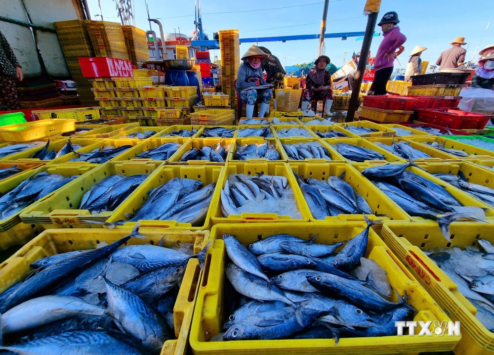 Cá được bày bán tại cảng cá Đông Hải (phường Đông Hải, thành phố Phan Rang - Tháp Chàm). Ảnh: Nguyễn Thành - TTXVN