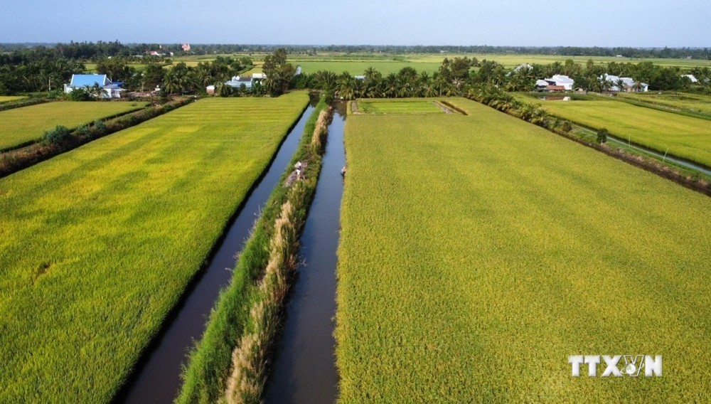 Lúa – tôm, mô hình thích ứng biến đổi khí hậu giúp nông dân nâng cao thu nhập. Ảnh: TTXVN phát