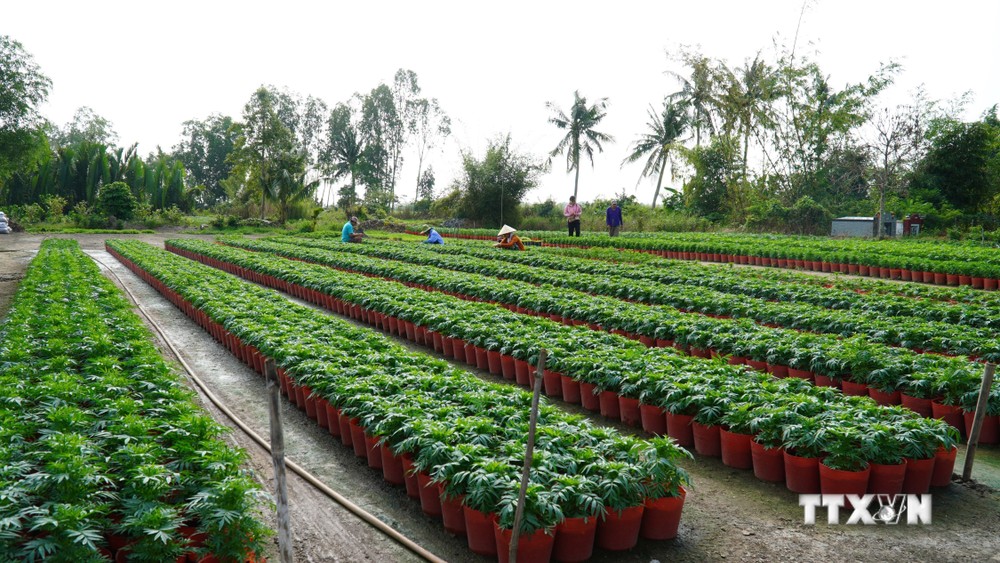 Chi phí đầu tư tăng cao, nhà vườn Kiên Giang lo lắng cho thị trường hoa Tết