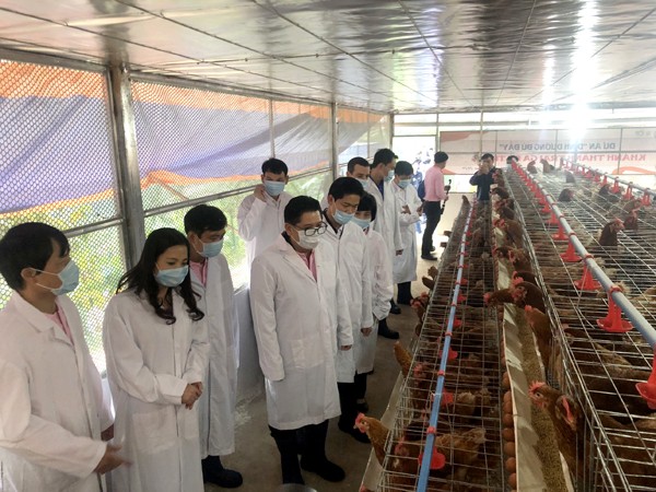 Trang trại gà đẻ trứng cung cấp cho nhà trường khoảng hơn 200 quả trứng/ngày. Ảnh: baohagiang.vn