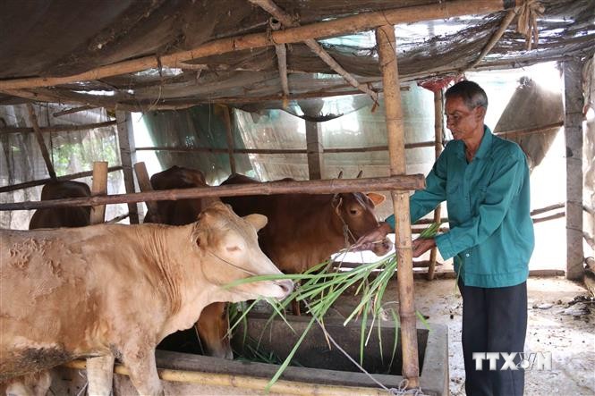 Liên kết phát triển chăn nuôi tập trung theo hướng an toàn sinh học ở Trà Vinh
