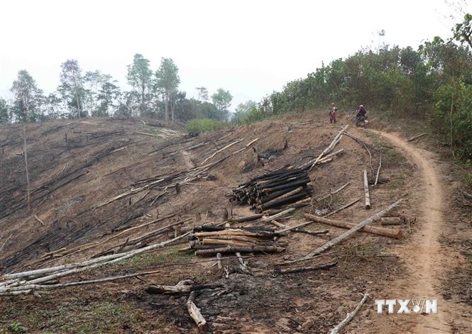 Báo động thực trạng "khai tử" rừng tái sinh ở huyện Nậm Pồ