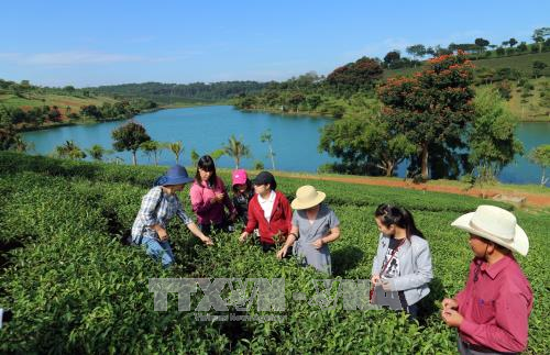 Lâm Đồng cho phép chuyển đổi mục đích sử dụng đất để làm du lịch canh nông