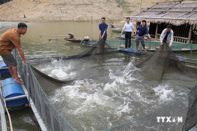 Sinh kế mới cho người dân tái định cư hồ thủy điện ở Nghệ An
