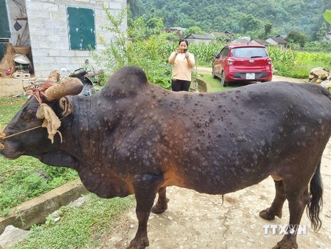 Nắng nóng, bệnh viêm da nổi cục trên trâu bò bùng phát mạnh ở Cao Bằng 
