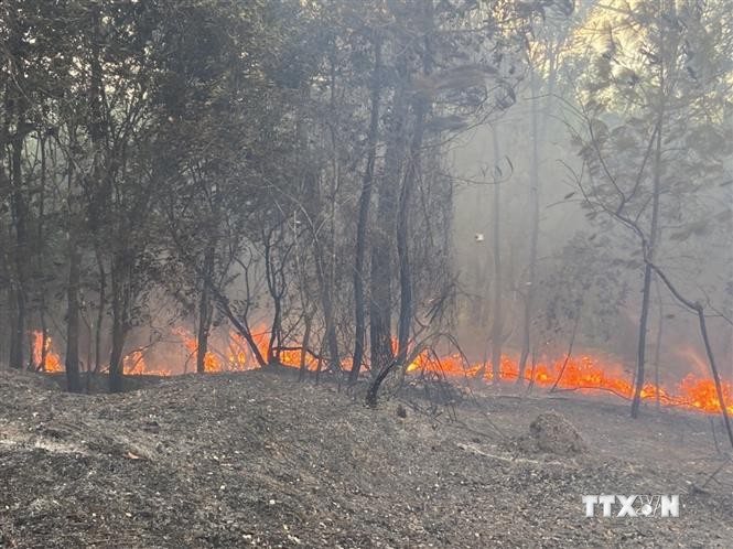 Cháy rừng thông phòng hộ gần 30 năm tuổi ở Thừa Thiên-Huế