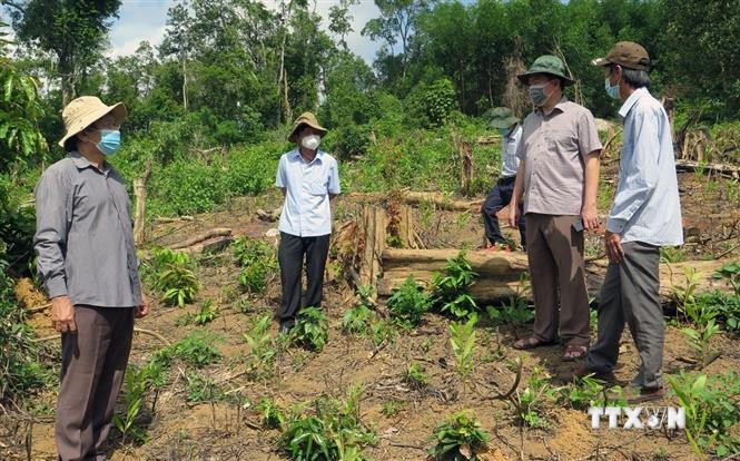 Phản hồi thông tin của TTXVN: Chủ tịch Ủy ban nhân dân tỉnh Phú Yên kiểm tra hiện trường, chỉ đạo điều tra các vụ phá rừng