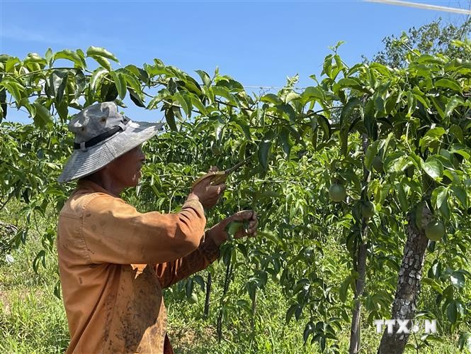  Người dân Quảng Trị chăm sóc cây chanh leo. Ảnh: Thanh Thủy-TTXVN