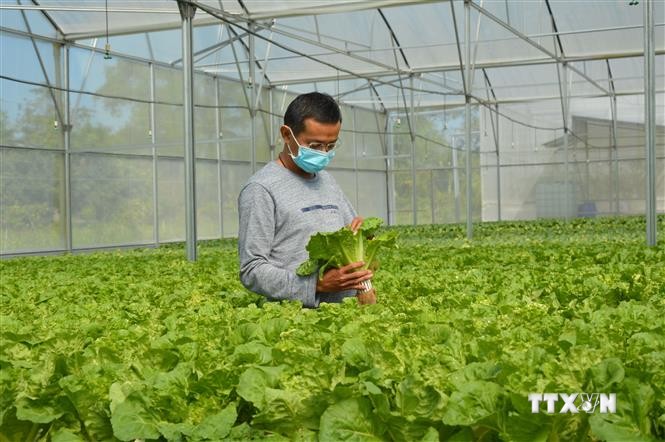 Anh Nguyễn Phước Việt Cường trồng rau thủy canh cho doanh thu 1,5 tỷ đồng/năm