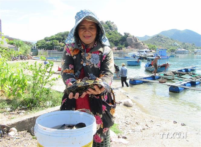 Ninh Thuận phát triển nghề nuôi biển và nhân giống thủy sản