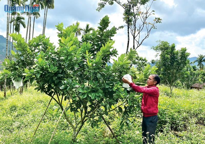 Quảng Ngãi: Những nông dân đồng bào Ca Dong sản xuất giỏi