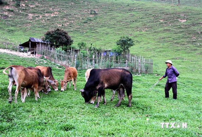 Chăn nuôi đại gia súc - Hướng thoát nghèo cho đồng bào vùng cao biên giới huyện Kỳ Sơn