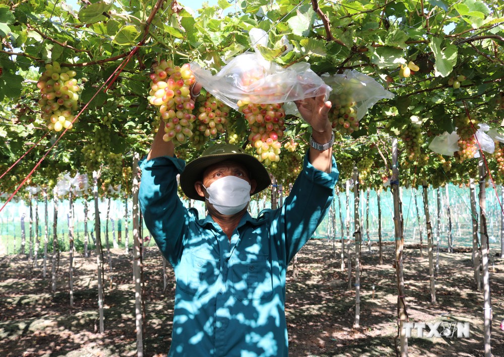 Ninh Thuận nhân rộng mô hình sản xuất nông nghiệp sạch hiệu quả