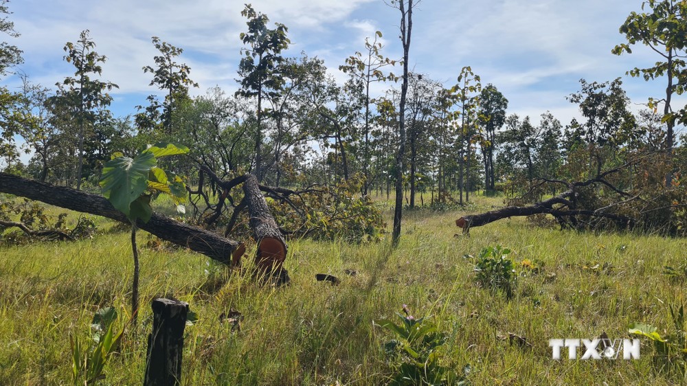 Nhiều diện tích rừng thuộc lâm phần UBND xã Ia Mơr, huyện Chư Prông (Gia Lai) quản lý bị người dân chặt phá để làm nương rẫy. Ảnh: Hồng Điệp - TTXVN